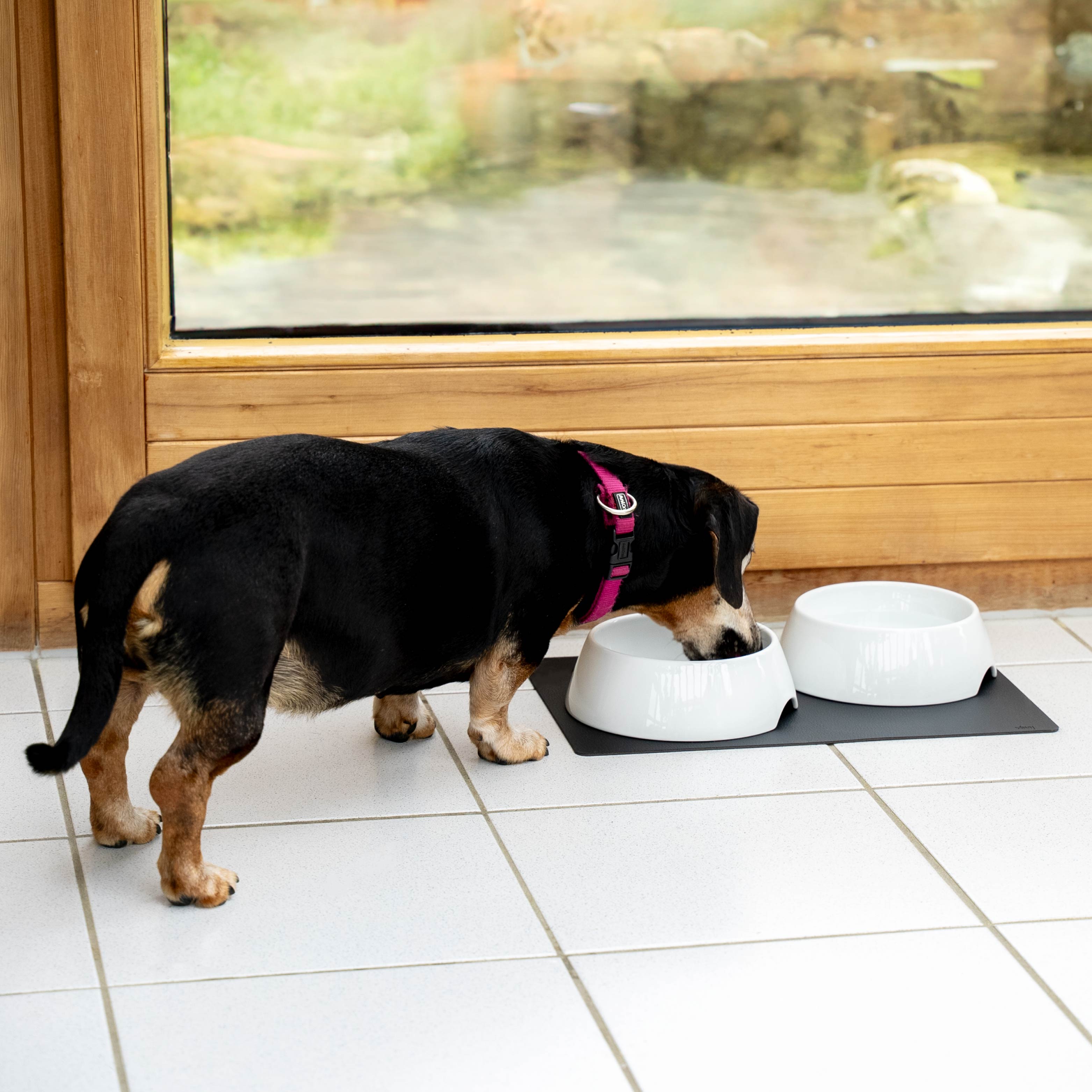 Le chien mange dans un bol en porcelaine qui adhère à un tapis métallique grâce à un aimant